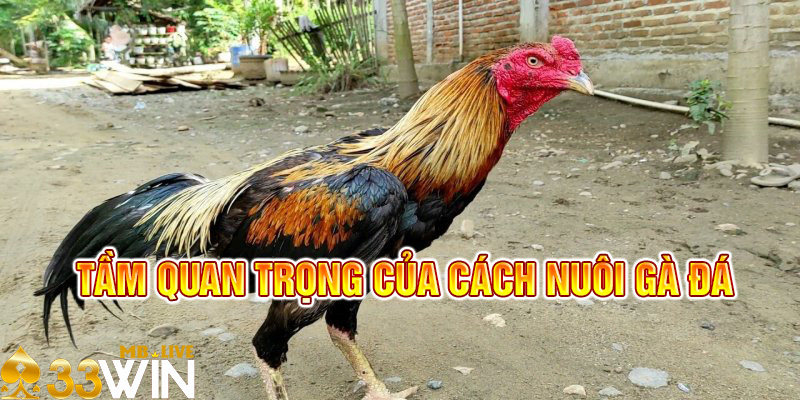 Cách nuôi gà đá rất quan trọng 